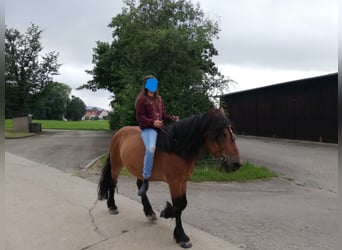 Other Breeds Mix, Gelding, 10 years, 14 hh, Brown