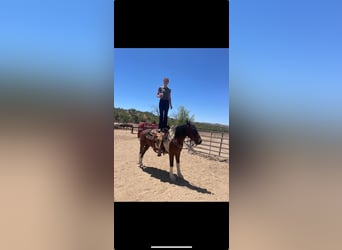 Other Breeds, Gelding, 10 years, 14 hh, Pinto