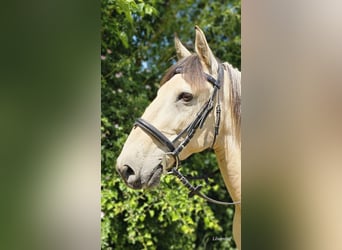 Other Breeds, Gelding, 10 years, 14,2 hh, Dun