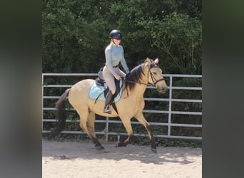 Other Breeds, Gelding, 10 years, 14,2 hh, Dun