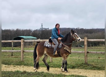 Other Breeds Mix, Gelding, 10 years, 14,3 hh, Brown