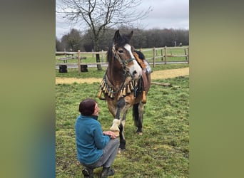 Other Breeds Mix, Gelding, 10 years, 14,3 hh, Brown