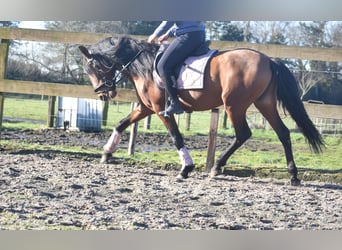 Other Breeds, Gelding, 10 years, 15,1 hh, Brown