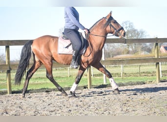 Other Breeds, Gelding, 10 years, 15,1 hh, Brown