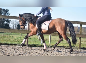 Other Breeds, Gelding, 10 years, 15,1 hh, Brown