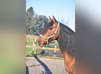 Other Breeds, Gelding, 10 years, 15,1 hh, Brown