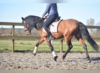 Other Breeds, Gelding, 10 years, 15,1 hh, Brown