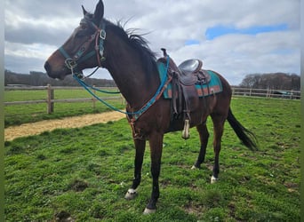 Other Breeds, Gelding, 10 years, 15.1 hh