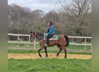 Other Breeds, Gelding, 10 years, 15.1 hh