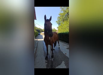 Other Breeds, Gelding, 10 years, 15.2 hh, Brown