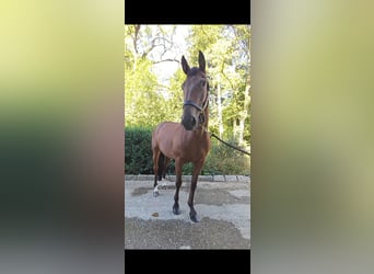 Other Breeds, Gelding, 10 years, 15.2 hh, Brown
