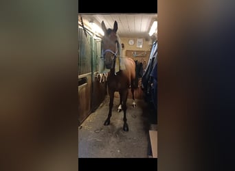 Other Breeds, Gelding, 10 years, 15.2 hh, Brown