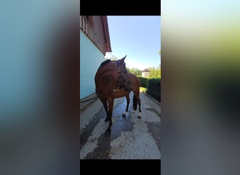 Other Breeds, Gelding, 10 years, 15.2 hh, Brown