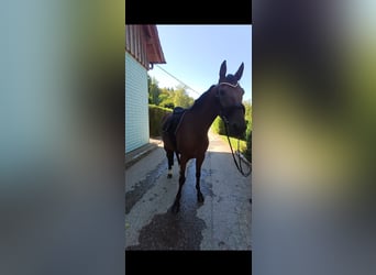 Other Breeds, Gelding, 10 years, 15.2 hh, Brown