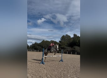 Other Breeds Mix, Gelding, 10 years, 15,2 hh, Grey