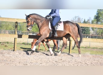 Other Breeds, Gelding, 10 years, 16.2 hh, Brown