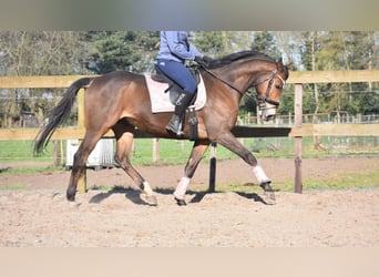 Other Breeds, Gelding, 10 years, 16.2 hh, Brown