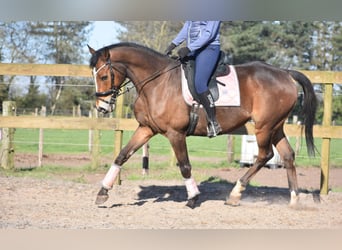 Other Breeds, Gelding, 10 years, 16.2 hh, Brown