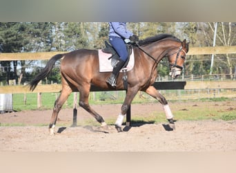 Other Breeds, Gelding, 10 years, 16.2 hh, Brown