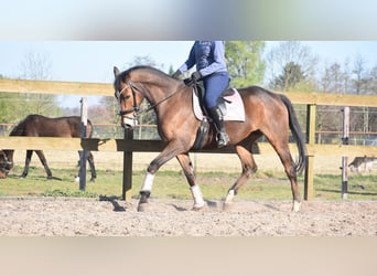 Other Breeds, Gelding, 10 years, 16.2 hh, Brown