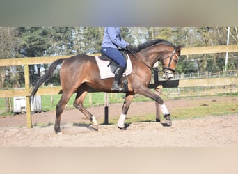 Other Breeds, Gelding, 10 years, 16.2 hh, Brown