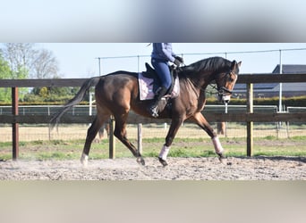 Other Breeds, Gelding, 10 years, 16.2 hh, Brown