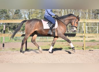 Other Breeds, Gelding, 10 years, 16.2 hh, Brown