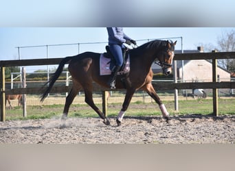 Other Breeds, Gelding, 10 years, 16.2 hh, Brown