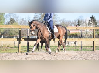 Other Breeds, Gelding, 10 years, 16.2 hh, Brown