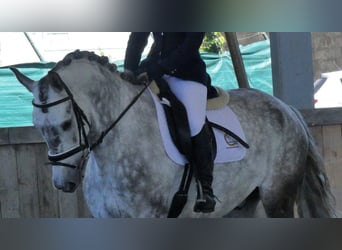 Other Breeds Mix, Gelding, 10 years, 16,2 hh, Gray