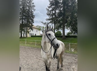 Other Breeds, Gelding, 10 years, 16.2 hh, Gray