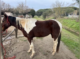 Other Breeds Mix, Gelding, 10 years, 16.2 hh, Tobiano-all-colors