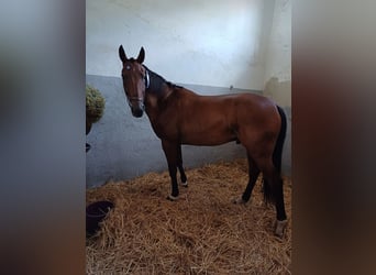 Other Breeds, Gelding, 10 years, 16 hh, Brown