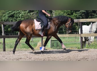 Other Breeds, Gelding, 10 years, 16,1 hh, Bay-Dark
