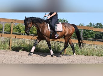 Other Breeds, Gelding, 10 years, 16,1 hh, Bay-Dark