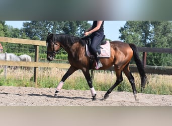 Other Breeds, Gelding, 10 years, 16,1 hh, Bay-Dark