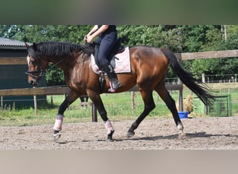Other Breeds, Gelding, 10 years, 16,1 hh, Bay-Dark