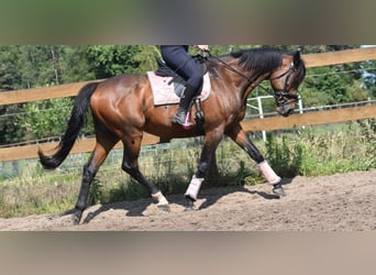 Other Breeds, Gelding, 10 years, 16,1 hh, Bay-Dark