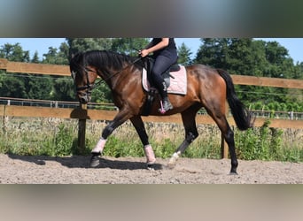 Other Breeds, Gelding, 10 years, 16,1 hh, Bay-Dark