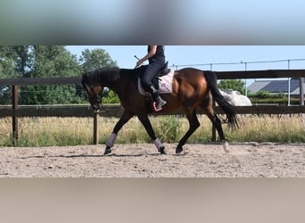 Other Breeds, Gelding, 10 years, 16,1 hh, Bay-Dark