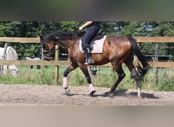 Other Breeds, Gelding, 10 years, 16,1 hh, Bay-Dark
