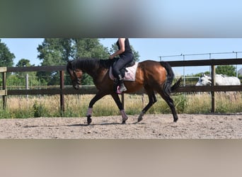Other Breeds, Gelding, 10 years, 16,1 hh, Bay-Dark