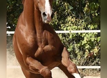 Other Breeds Mix, Gelding, 10 years, 16,2 hh, Chestnut