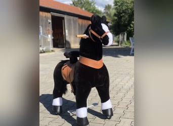 Other Breeds, Gelding, 10 years, 6,3 hh, Black