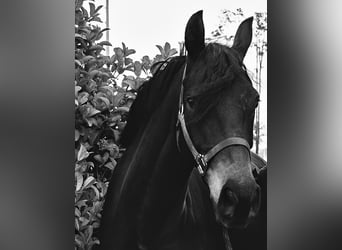 Other Breeds Mix, Gelding, 10 years, Bay-Dark