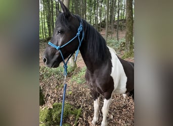 Other Breeds Mix, Gelding, 11 years, 12.2 hh, Pinto