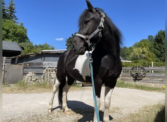 Other Breeds Mix, Gelding, 11 years, 12.2 hh, Pinto