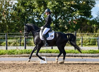 Other Breeds, Gelding, 11 years, 14.2 hh, Black
