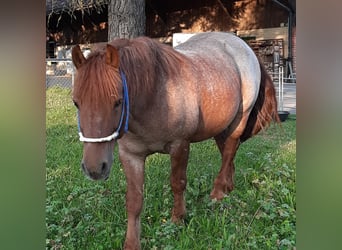 Other Breeds, Gelding, 11 years, 14.2 hh, Gray-Red-Tan