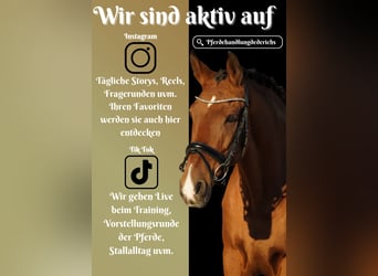 Sonstige Rassen, Wallach, 11 Jahre, 14,3 hh, Brauner